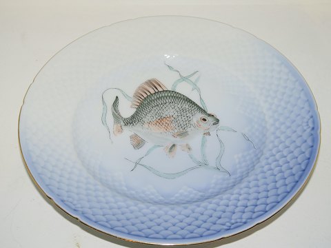 Seagull with gold edge
Fish plate Number 7 
Crucian Carp