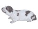 Royal Copenhagen figurine
Basset dog from 1898-1923